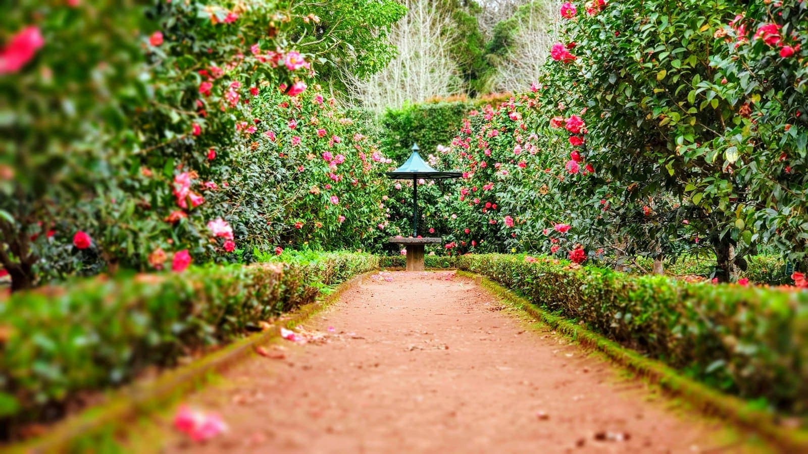 A formal garden with clipped hedges, flowering borders, and a central lawn.