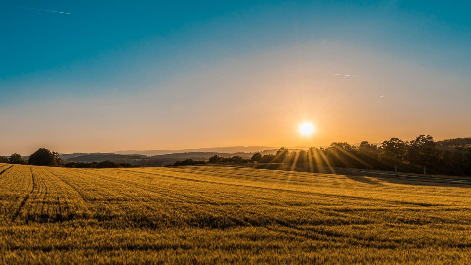 Open grassland and scattered trees under a wide sky.